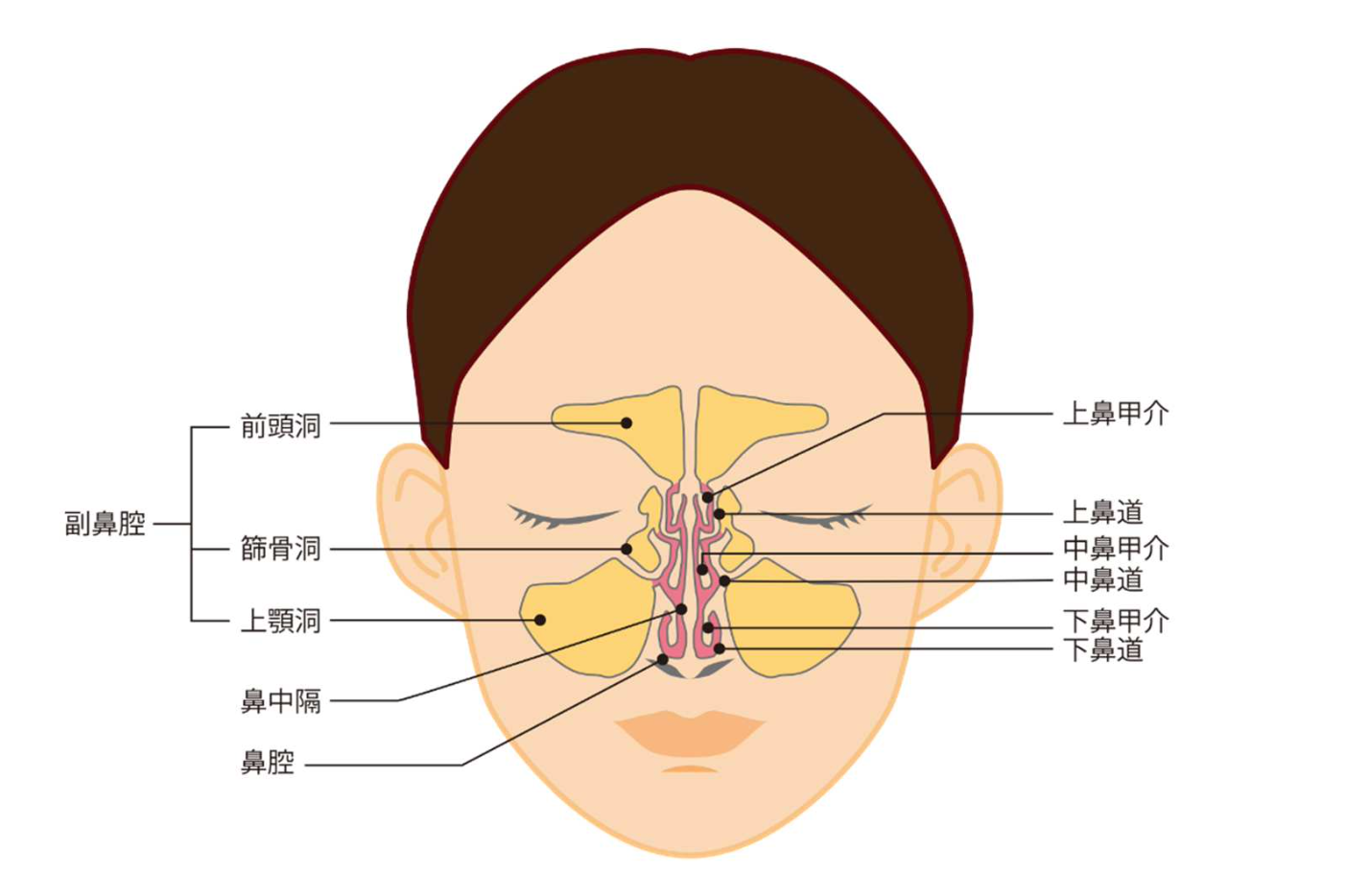 鼻の周りの構造
