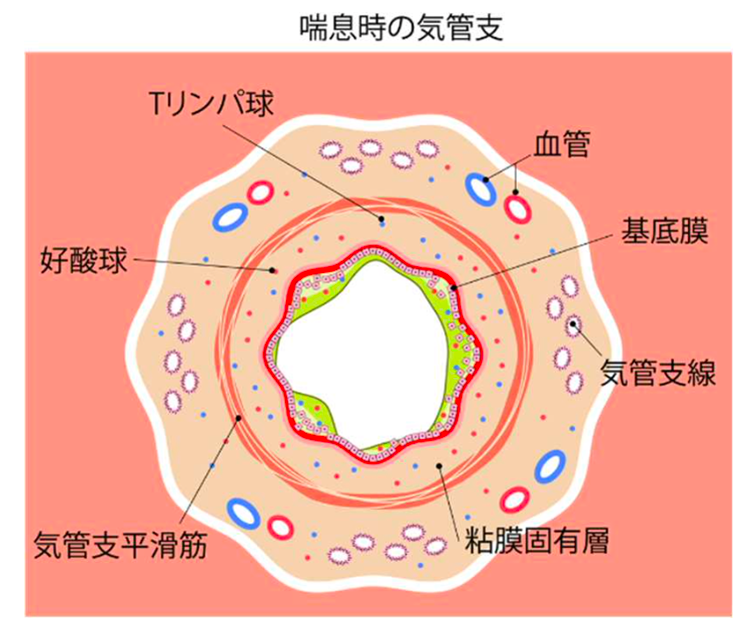 気管支の構造