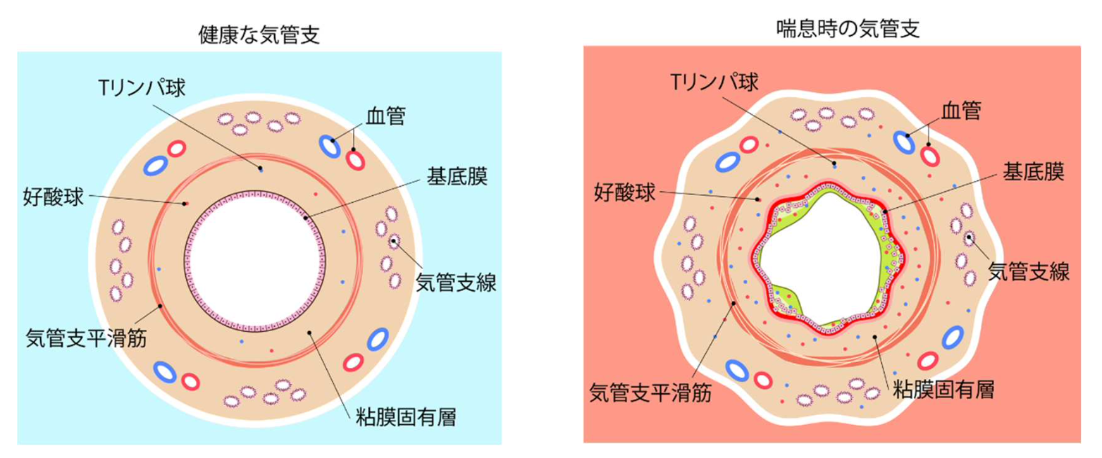 気管支の構造