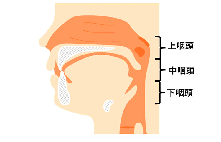 上咽頭