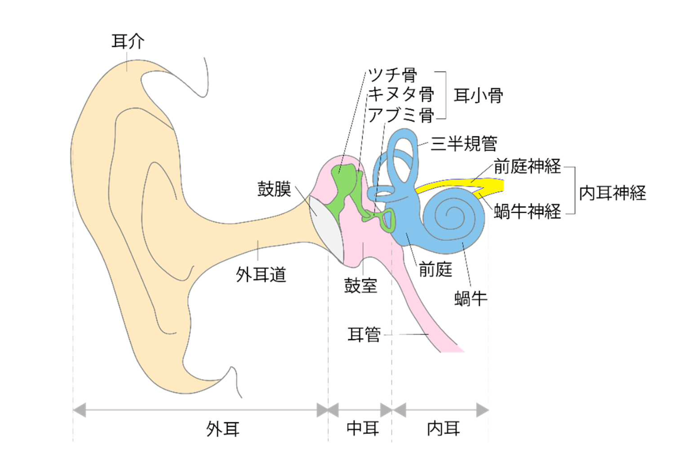 耳の構造